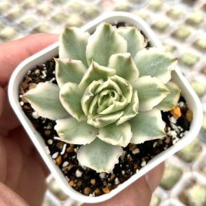 多肉植物 エケベリア アリエル錦 7.5cmポット苗 : ハニーミント - 通販
