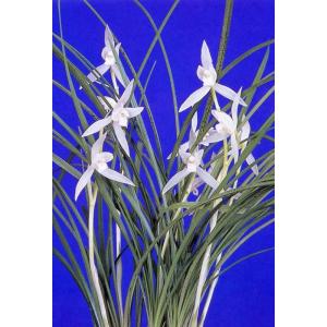 日本寒蘭】豊雪（ほうせつ）/ 花 蘭 東洋蘭 寒蘭 : ヨネヤマ - 通販