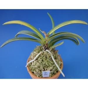 富貴蘭】 青軸富嶽 上柄（あおじくふがく）2条/ 花 蘭 古典植物