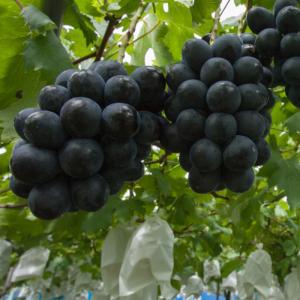 種なしブドウ苗木 BKシードレス（挿し木苗） : 植物・園芸専門店 花育