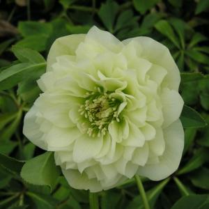 松村ナーセリーさんのカラーリーフ・クリスマスローズ ニゲル マーブル