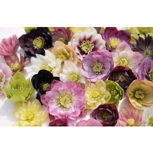 クリスマスローズ 花 苗 冬 春 チベタヌス 鉢植え ベインが入るピンク