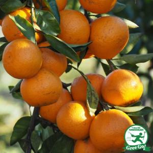 種なし日向夏 （ニューサマーオレンジ） 1年生接木苗 : 苗木部 花