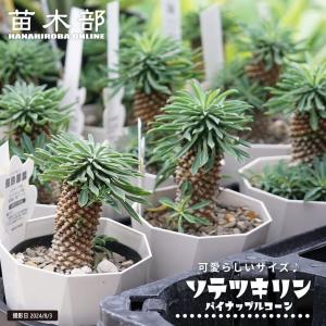 ソテツキリン パイナップルコーン 蘇鉄麒麟 多肉植物 ユーフォルビア