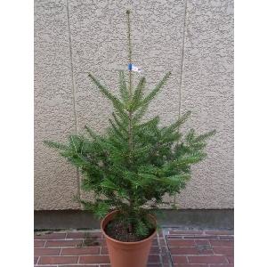 本物のモミの木 もみの木 モミノキ 鉢植え 樹高1.1m前後(鉢底から) 10