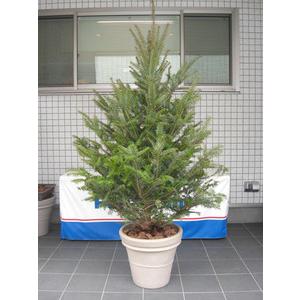 もみの木高さ3メートルモミの木 本物のクリスマスツリー樅の木群馬県産