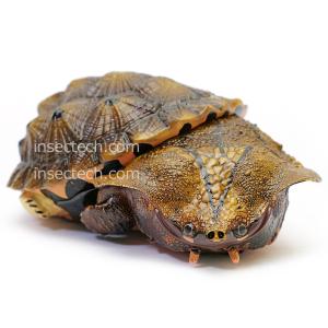 動物の惑星LET'S爬体!】トウブハコガメ フィギュア : インセクテック