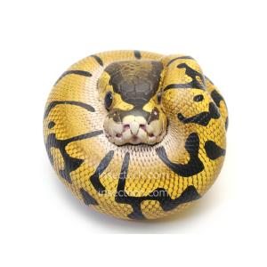 動物の惑星】ボールパイソン（パイボールド）フィギュア