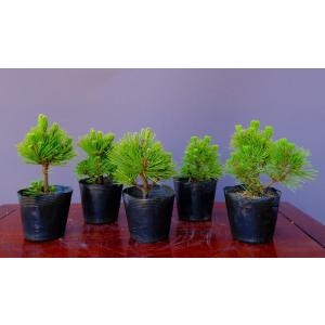 株）一樹園 宮島五葉松5本セット 小品盆栽／樹齢3年 : 一樹園 - 通販