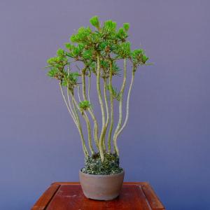 株）一樹園 糸魚川真柏 小品盆栽／樹齢5年 : 一樹園 - 通販 - Yahoo