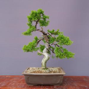 盆栽 ミニ真柏 ミニ盆栽 bonsai ぼんさい しんぱく 初心者 入門 ギフト