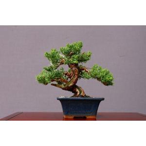 盆栽 ミニ真柏 ミニ盆栽 bonsai ぼんさい しんぱく 初心者 入門 ギフト