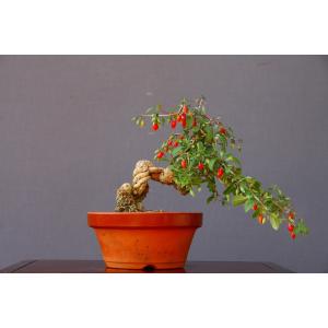 株）一樹園 千寿姫【新品種】 小品盆栽／樹齢20年 : 一樹園 - 通販