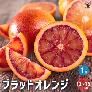 ブラッドオレンジ 苗木 タロッコ 3年生接木大苗 産地で剪定済 1.0m苗