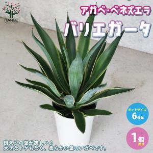 アガベ・スノーグロー Agave Snow Grow 新築祝い ドライガーデン