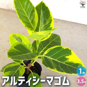 観葉植物：フィカス ベンジャミン レジナルド*プラポット : 遊恵盆栽