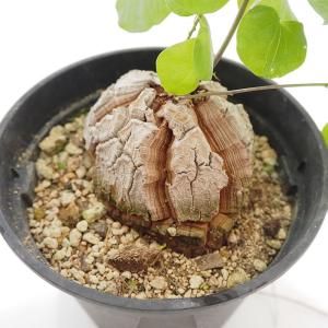 コーデックス：アフリカ亀甲竜*塊根幅5cm : 遊恵盆栽 Yahoo!店