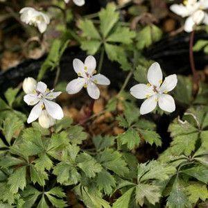 礼文アツモリソウ 花1芽株 : 岩崎園芸ネットストア Yahoo店 - 通販