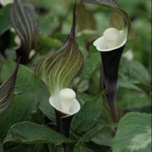 武徳産ホテイアツモリソウ 花1芽株 : 岩崎園芸ネットストア Yahoo店