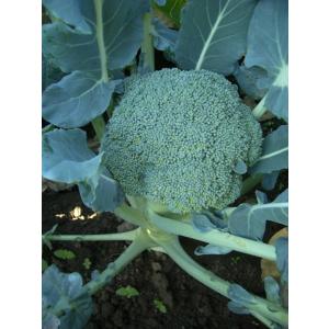 SK9-099 ブロッコリー種子 2000粒 【野菜種子】【サカタのタネ