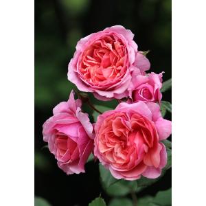 ルクソール（バラ苗：ロサ・オリエンティス） 大苗予約 7号鉢植え