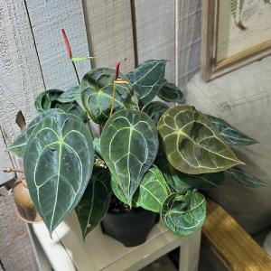 観葉植物：アンスリウム ドラヤキ*5号 プラポット Anthurium Dorayaki