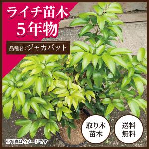ライチ苗木（ジャカパット）5年もの（取り木苗木） : 国産ライチ販売