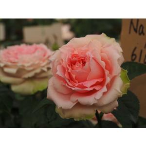 バラ苗 kn576ユニーク4号 今井清作出 切り花品種接ぎ木（植え替えず