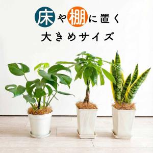 観葉植物 おしゃれ：オリーブの木*SOUJU（創樹） ルッカ 現品 : 遊恵