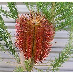 バンクシア エリシフォーリア 4寸ポット苗 （ヒースバンクシア