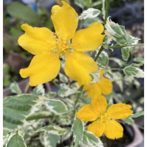 銅葉（赤葉）オオハマボウ（ユウナ） 苗 苗木 : 日本花卉ガーデン