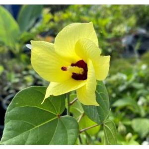 銅葉（赤葉）オオハマボウ（ユウナ） 苗 苗木 : 日本花卉ガーデン