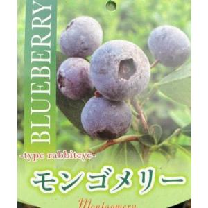 ブルーベリー苗木 苗 ブルーベリーの木 ブルーベリー ピンクレモネード