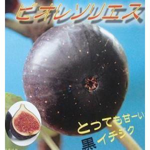 シマトネリコ 10本株立ち 約2.1m 現品発送 豪華株 特大株 植木苗木大苗