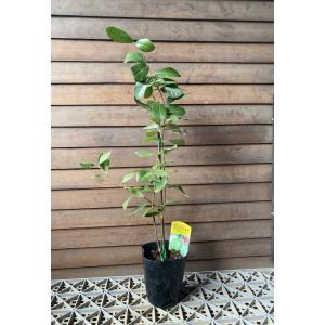 フェイジョア リサ（R）アントワネット 4号ポット 挿し木苗 苗木