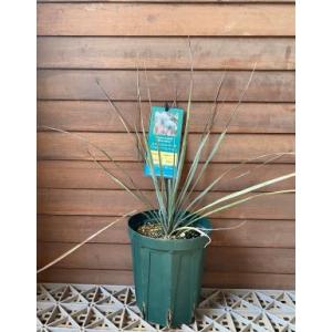 数量限定 ロストラータ ハイブリッドユッカ 耐寒性南欧風プランツ