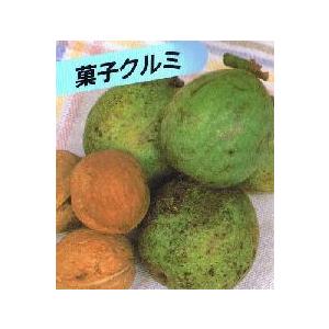 果樹の苗 クルミ 信濃クルミ（しなのくるみ）実生苗4.5号ポット : 園芸