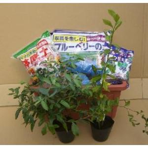 ブルーベリー コロンブス 株立ち 約2.2m 超特大株 一点物 植木 苗木