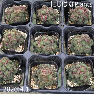 セダム ブレビフォリウム（木立性） : にじはなPlants - 通販 - Yahoo