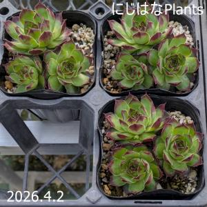 センペルビブム 'シルバージュビリー' : にじはなPlants - 通販