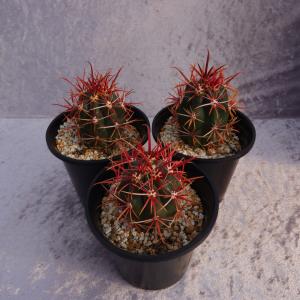 サボテン：フェロカクタス 鯱頭*全幅15cm 現品！一品限り : 遊恵盆栽