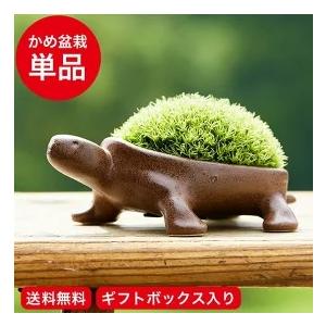 盆栽 特選：ネズミモチ（鼠糯） 現品*ねずみもち Ligustrum japonicum