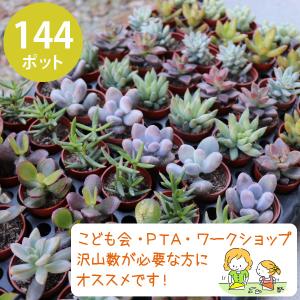 農場直送！多肉植物 ミニ苗 10個セット 1寸 (1号 3cmポット) 多肉