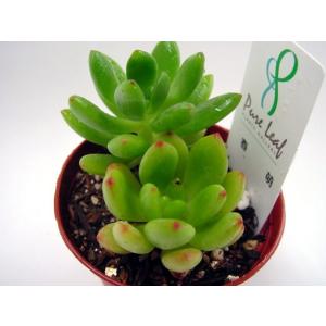 多肉植物 ゴーラム : 花とグリーンギフト三本松フラワー - 通販