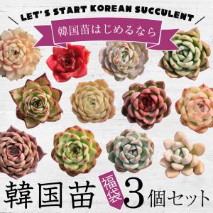 多肉植物 韓国苗10個セット 届いてからのお楽しみ韓国苗福袋