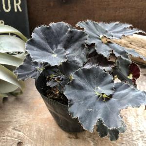 鉢花 観葉植物：フィリカ プベッセンス ワフトフェザー ハイドラ*7号