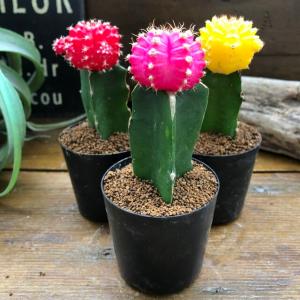 サボテン：ホマロケファラ 綾波 武蔵*幅5cm 現品！一品限り : 遊恵盆栽