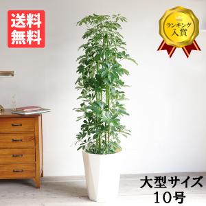 シェフレラ ホンコンカポック 7号鉢サイズ 鉢植え 観葉植物 ミニ