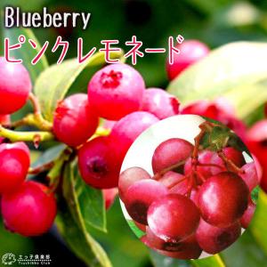 ブルーベリー苗木 苗 ブルーベリーの木 ブルーベリー ピンクレモネード