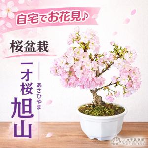 盆栽 特選：皐月(明美の月)現品*さつき サツキ Satsuki bonsai 小品